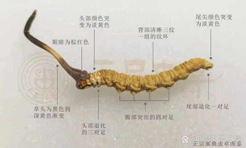 豆浆核桃花生的营养价值及功效与作用网 | 核桃花生豆浆的做法一人份,核桃仁花生豆浆功效