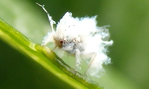核桃仁花生豆浆功效-豆浆核桃花生的营养价值及功效与作用网 | 核桃花生豆浆的做法一人份,核桃仁花生豆浆功效